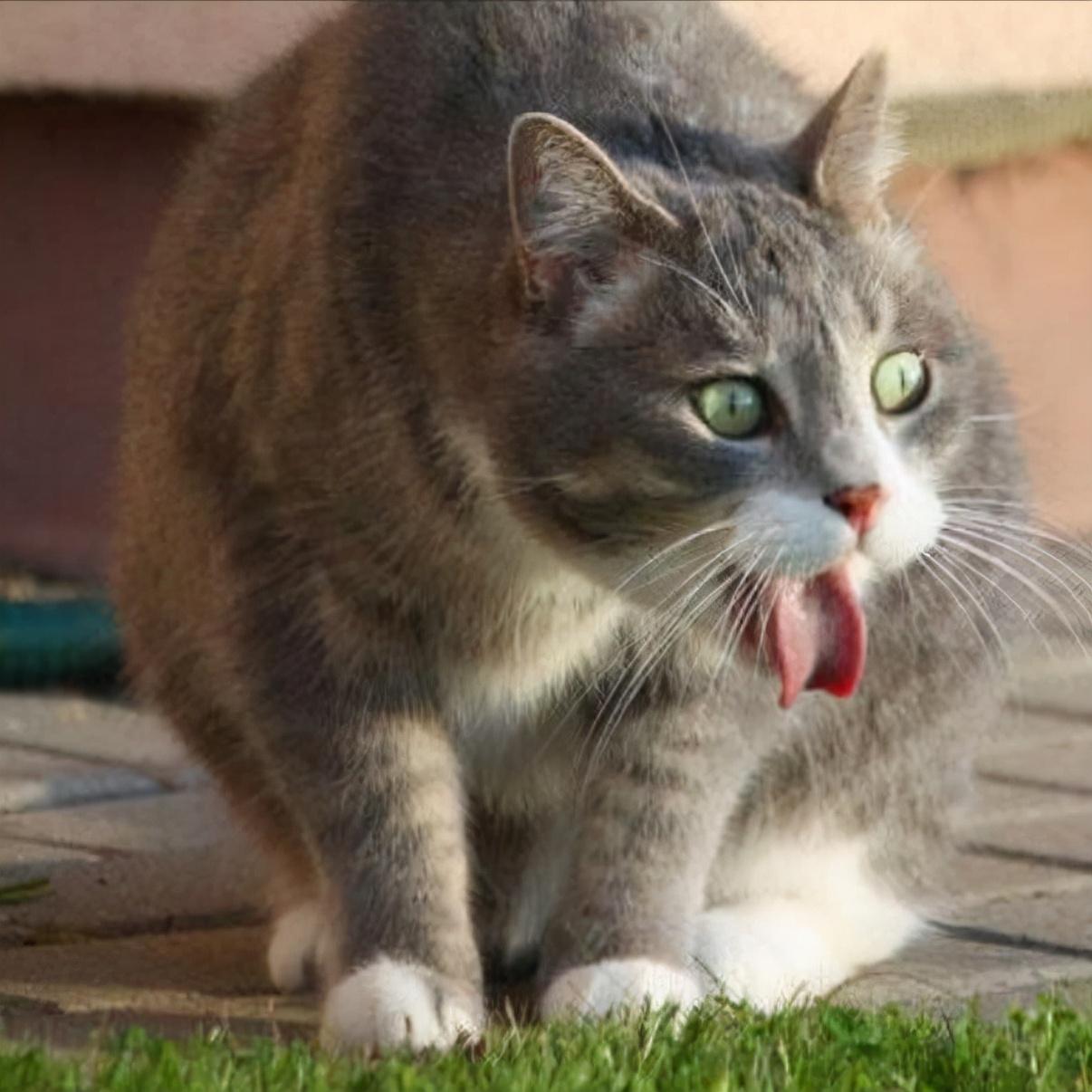 猫呕吐不吃饭能自愈吗怎么办(猫瘟吐和正常吐的区别)