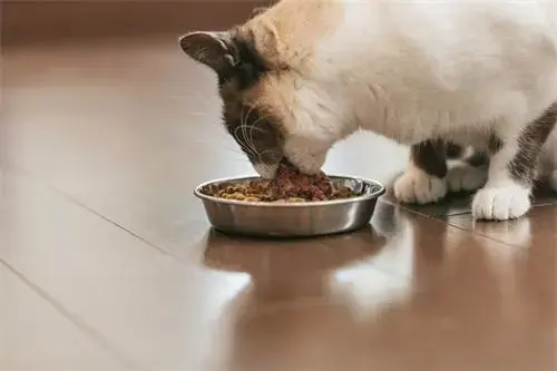 一直喂猫咪火腿肠会致死吗为什么(猫咪12大禁忌食物有哪些)