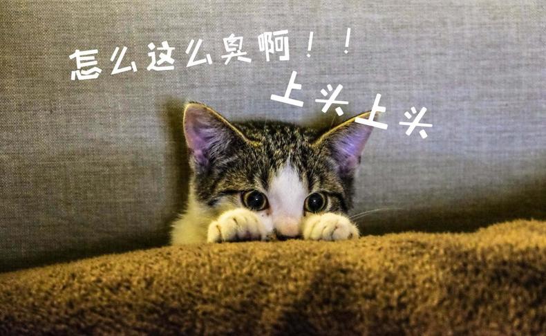 猫咪软便什么程度才叫软(猫拉软便但是精神很好怎么办)