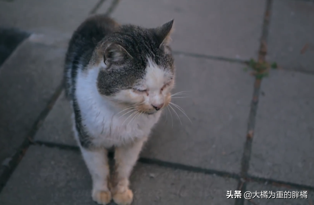 猫要饿几天才会求饶(猫能忍受几天的饥饿)