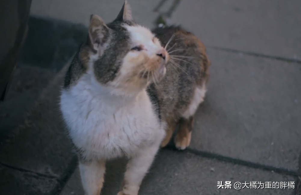 猫要饿几天才会求饶(猫能忍受几天的饥饿)