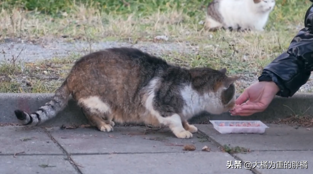 猫要饿几天才会求饶(猫能忍受几天的饥饿)