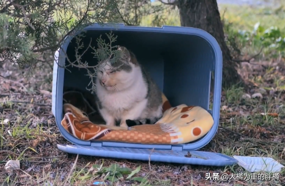 猫要饿几天才会求饶(猫能忍受几天的饥饿)