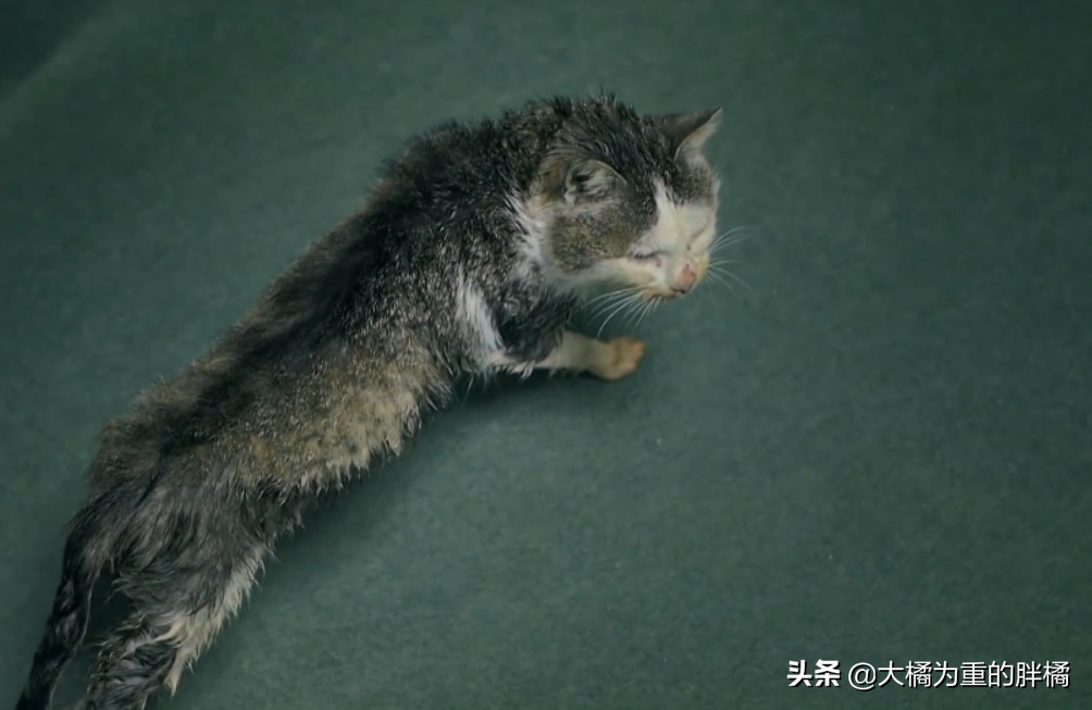 猫要饿几天才会求饶(猫能忍受几天的饥饿)