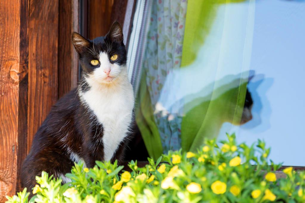 黑白猫是什么品种什么性格(黑白猫与奶牛猫的区别在哪里)