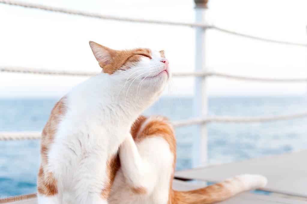 一个月小猫如何简单的除跳蚤（小猫身上的跳蚤怎么彻底去除除了用药）