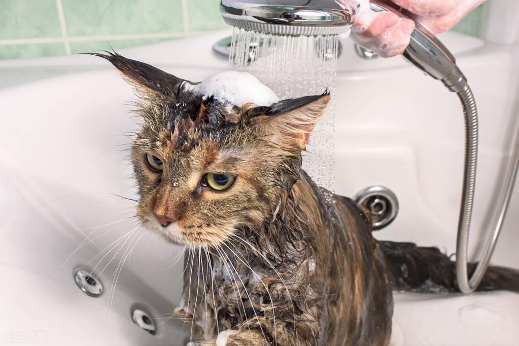 一个月小猫如何简单的除跳蚤（小猫身上的跳蚤怎么彻底去除除了用药）