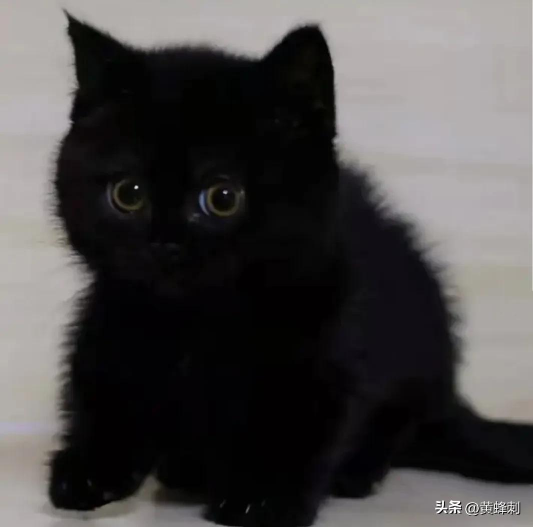 猫中之王是什么品种的猫(玄猫有什么讲究吗)