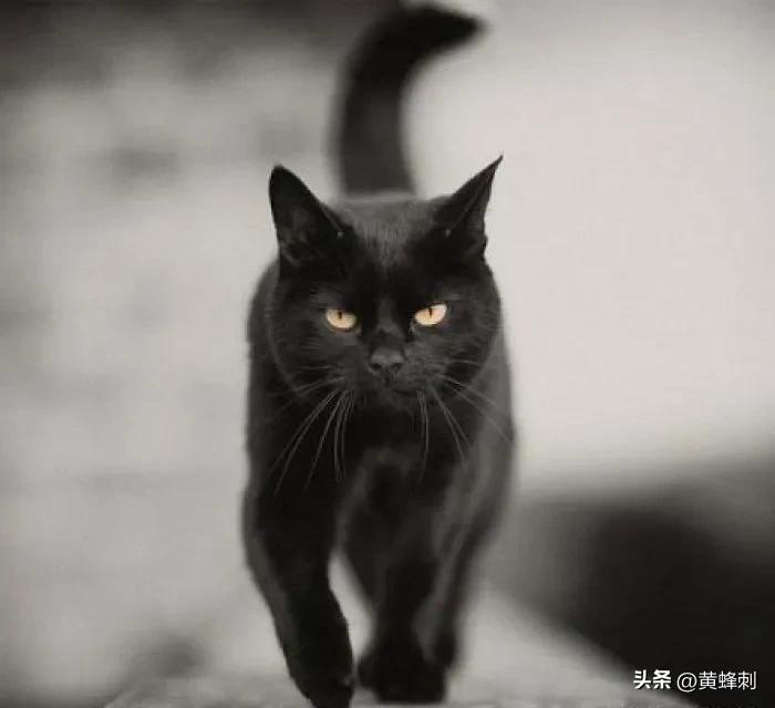 猫中之王是什么品种的猫(玄猫有什么讲究吗)