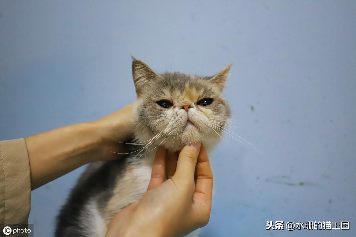 刚出生的小猫多久可以碰（刚出生的猫崽怎样护理比较好）