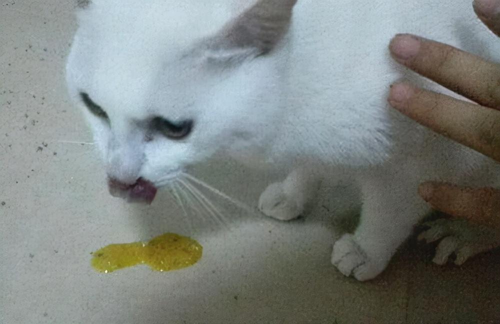 猫咪吐黄水但精神好是怎么回事（猫吐黄水不吃东西怎么办）