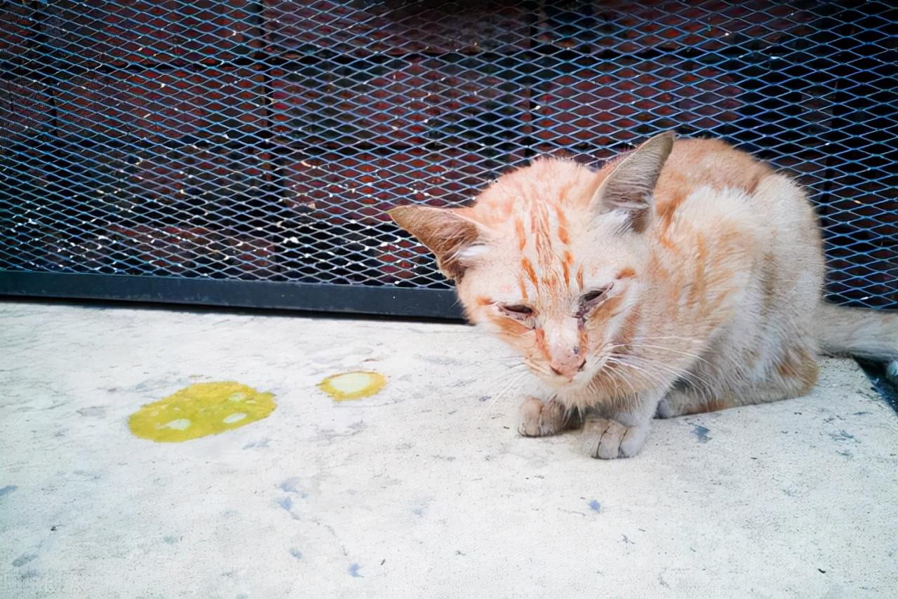 猫咪吐黄水但精神好是怎么回事（猫吐黄水不吃东西怎么办）