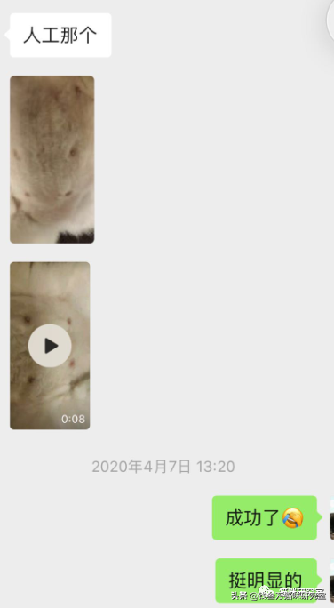 母猫和公猫不会配怎么办（猫人工授精技术怎么样）