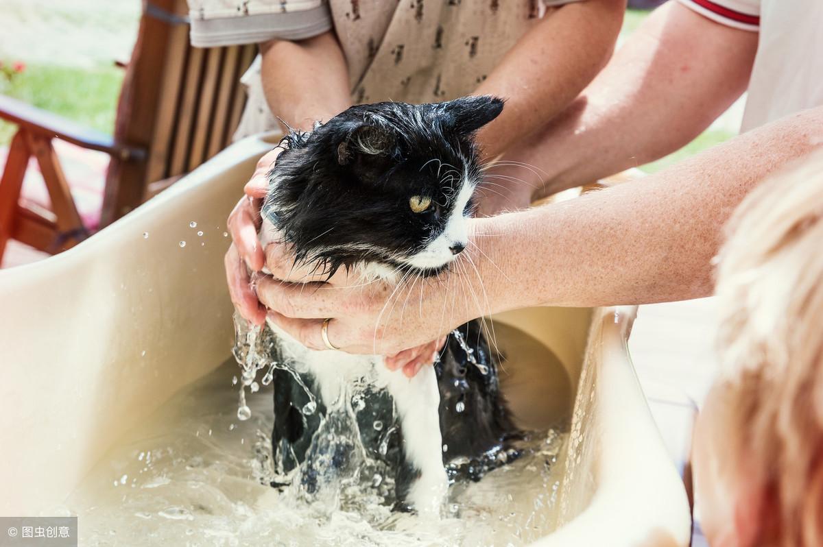 自己一个人怎么给猫洗澡（给猫咪洗澡的正确方法是什么）