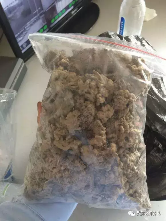 猫屎可以直接埋土里当做花肥料吗(哪种动物粪便肥当肥料好)