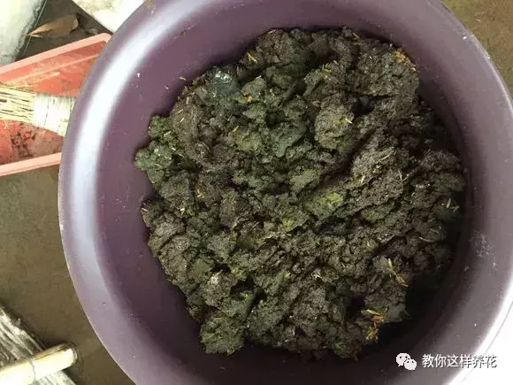 猫屎可以直接埋土里当做花肥料吗(哪种动物粪便肥当肥料好)