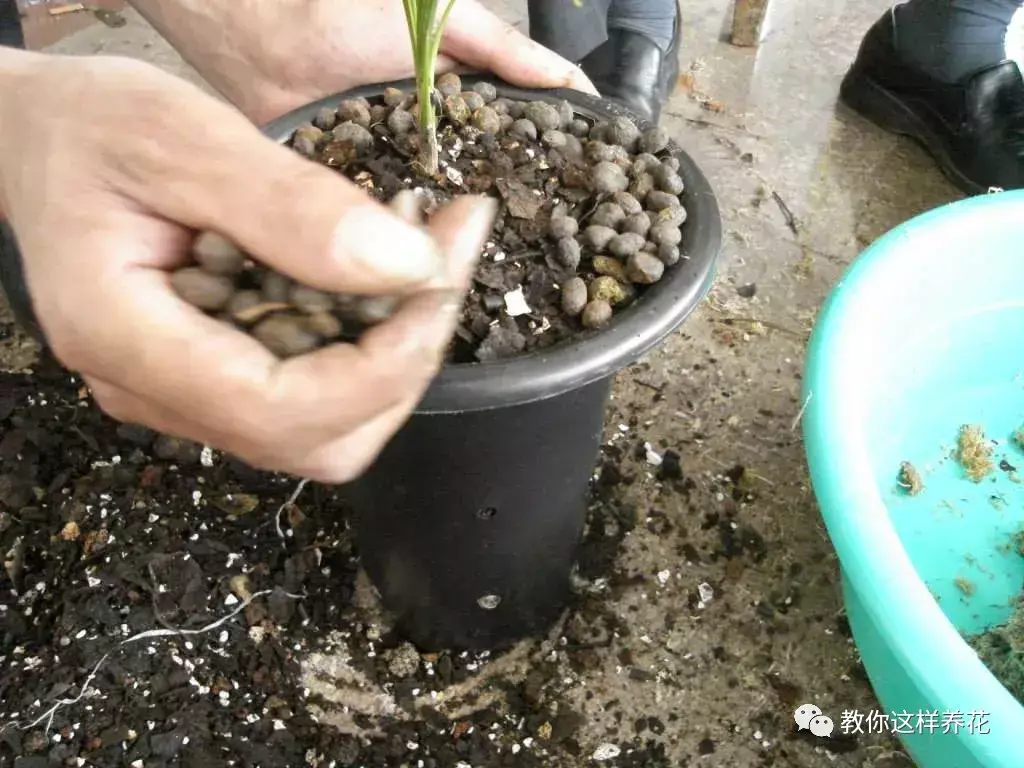 猫屎可以直接埋土里当做花肥料吗(哪种动物粪便肥当肥料好)