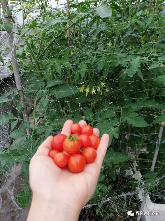 猫屎可以直接埋土里当做花肥料吗(哪种动物粪便肥当肥料好)