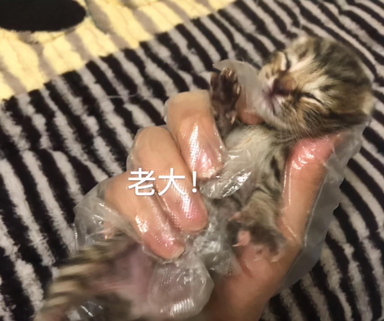 宠物猫一般生几只小猫崽（田园猫的基因有多强大）