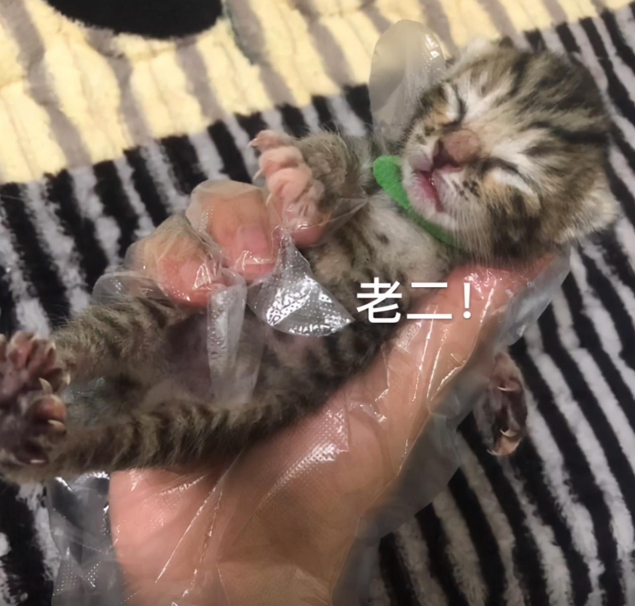 宠物猫一般生几只小猫崽（田园猫的基因有多强大）