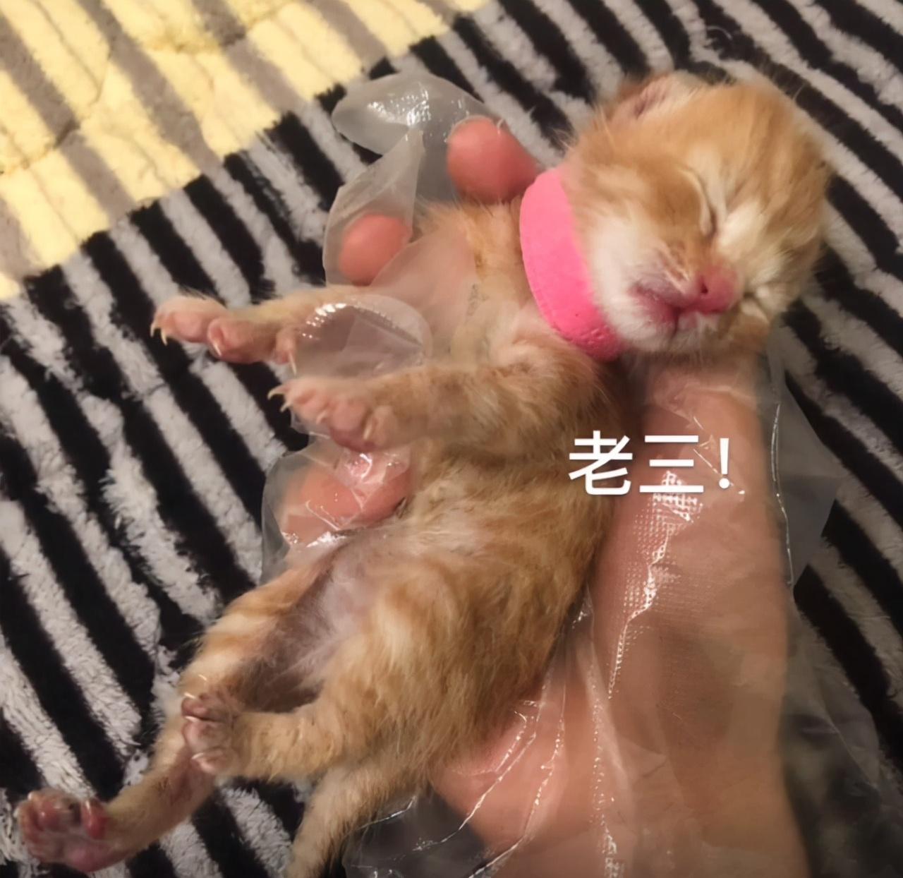 宠物猫一般生几只小猫崽（田园猫的基因有多强大）