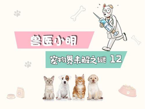 三花猫咪都是母猫吗为什么（公的三花猫很难得吗）