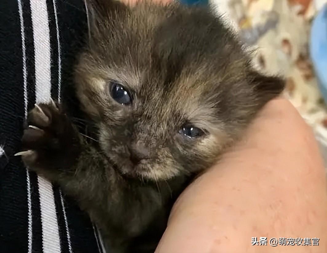 小猫咪在笼子里一直叫怎么办(猫关笼子里一直叫怎么解决)