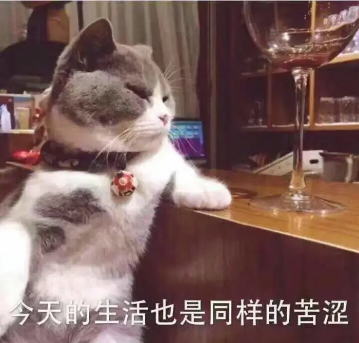 猫鼻支要死的征兆有哪些症状(猫鼻支怎么治疗效果好)