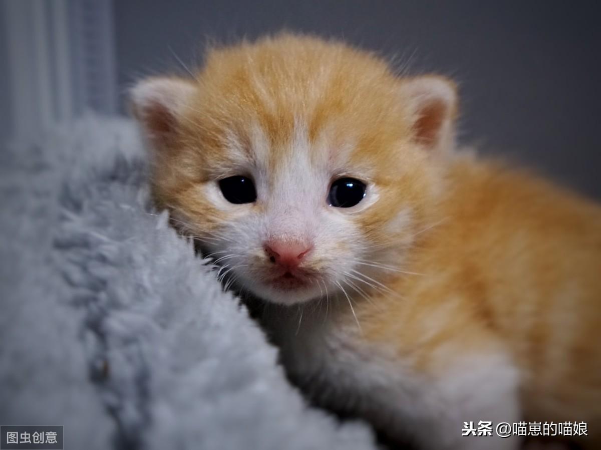 刚满月的小猫不张嘴不吃奶咋办两天了（一个多月小猫怎么喂养比较好）