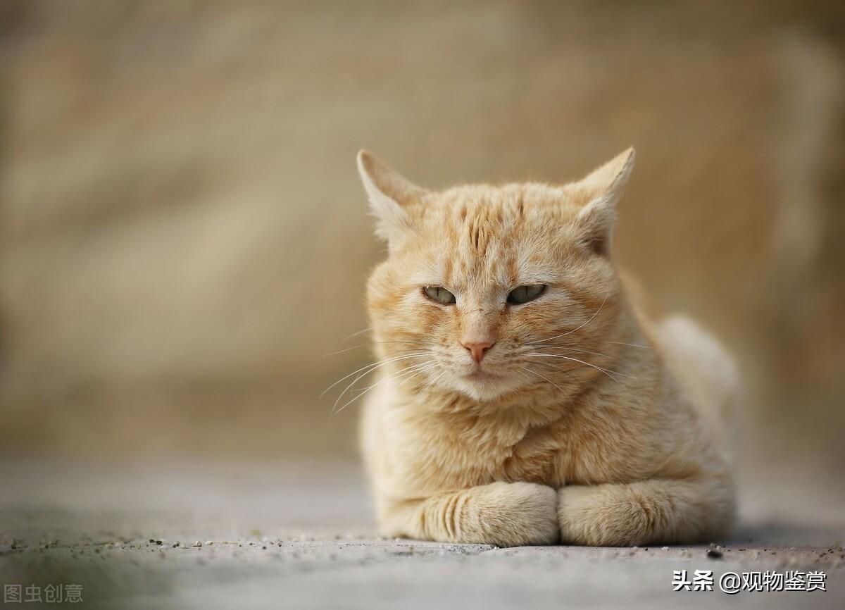 猫2岁相当于人多少岁算老猫吗（猫咪不同时期的特点和生活特征简单介绍50字）