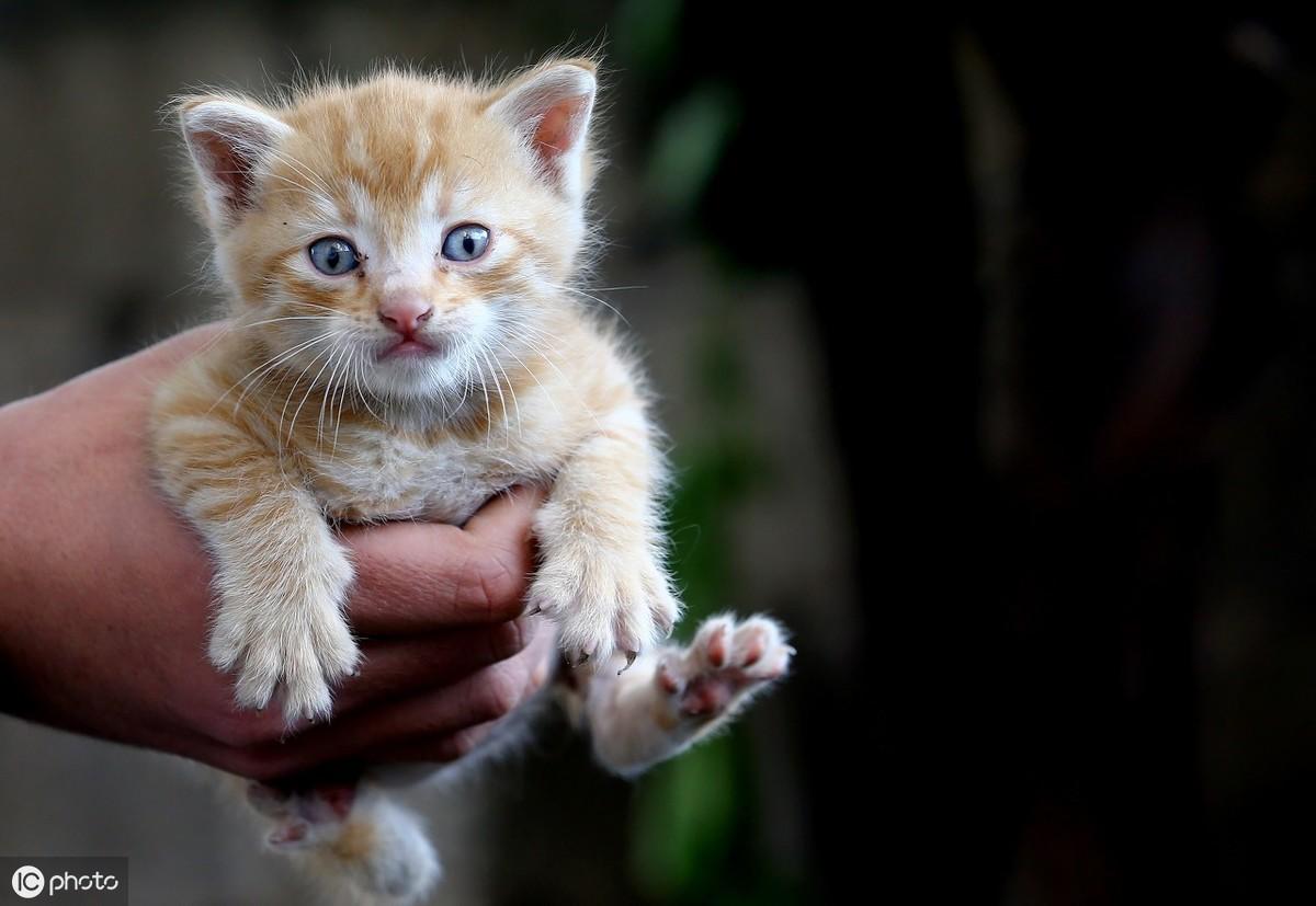 刚出生的小猫多大可以送人领养（猫从出生到成年经历哪些阶段变化过程）