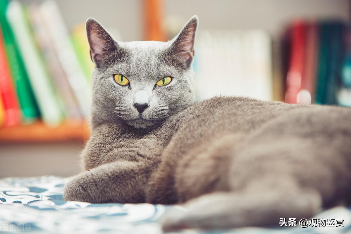 肥波是什么猫品种（俄罗斯蓝猫性格特点是什么）