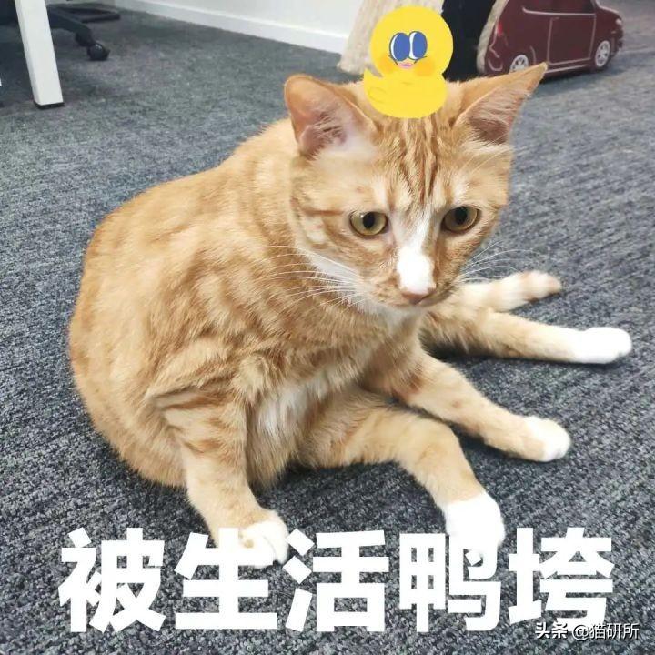 哺乳期母猫一直叫个不停是怎么回事(小猫老是叫是什么原因引起的)