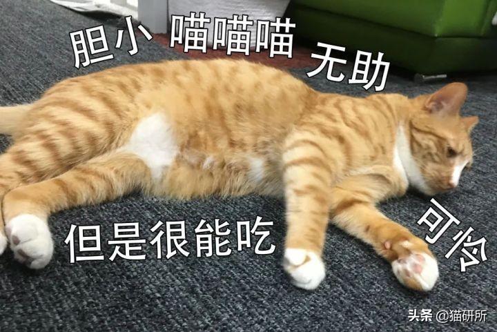 哺乳期母猫一直叫个不停是怎么回事(小猫老是叫是什么原因引起的)