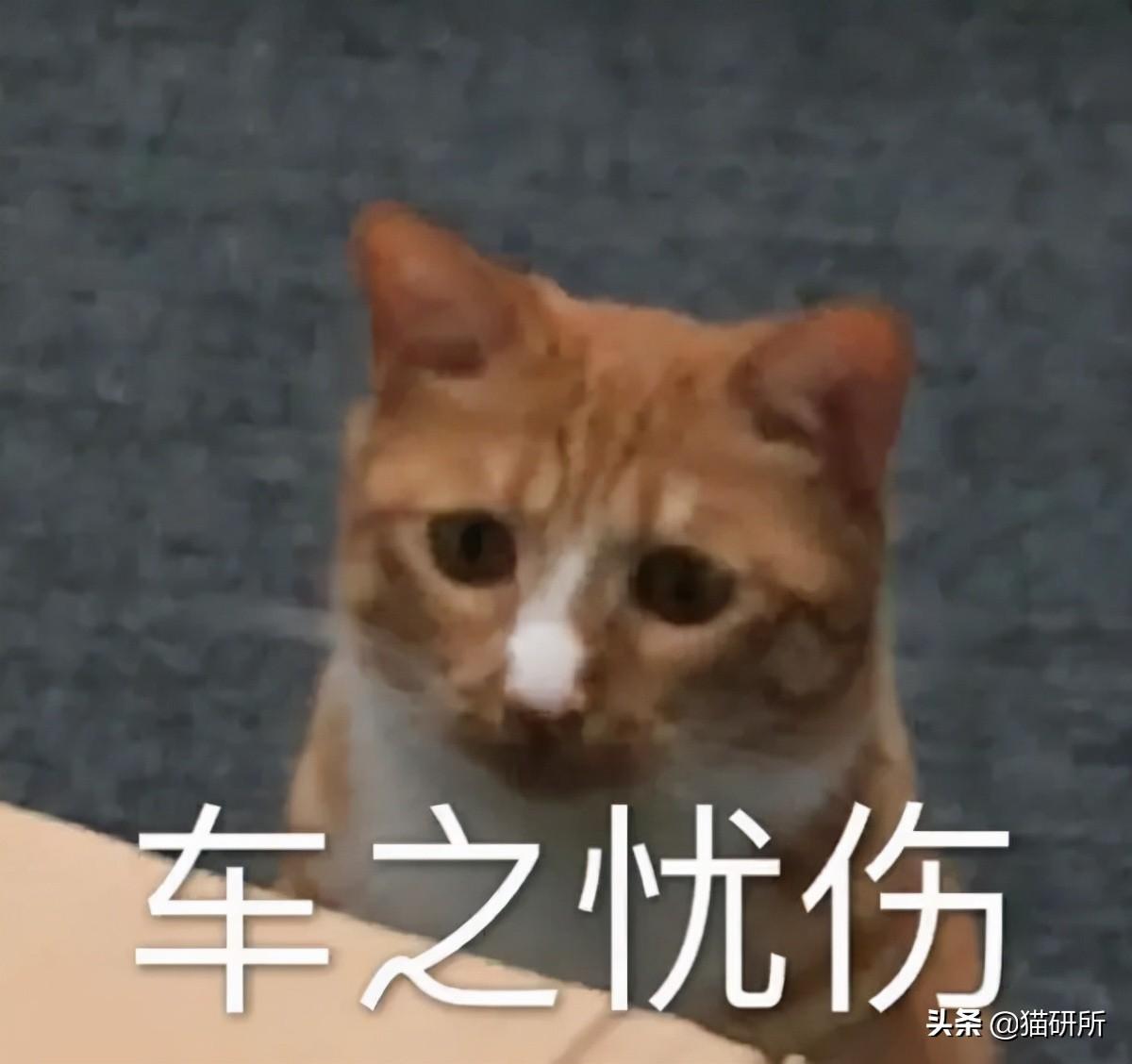 哺乳期母猫一直叫个不停是怎么回事(小猫老是叫是什么原因引起的)