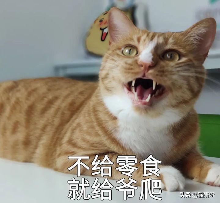 哺乳期母猫一直叫个不停是怎么回事(小猫老是叫是什么原因引起的)