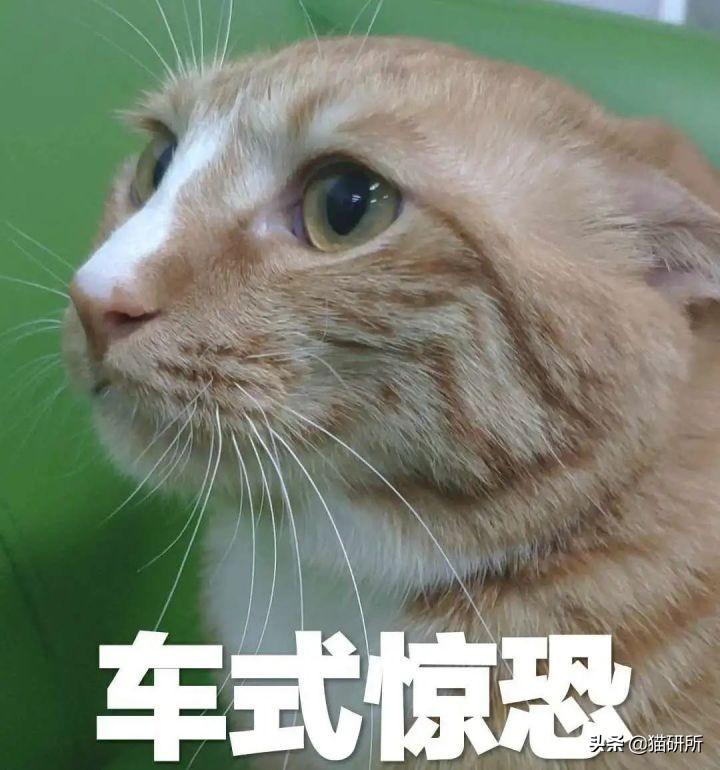 哺乳期母猫一直叫个不停是怎么回事(小猫老是叫是什么原因引起的)