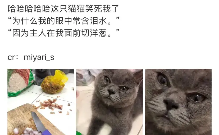 玫瑰花对猫有毒性吗(家里养猫不能养什么花草)