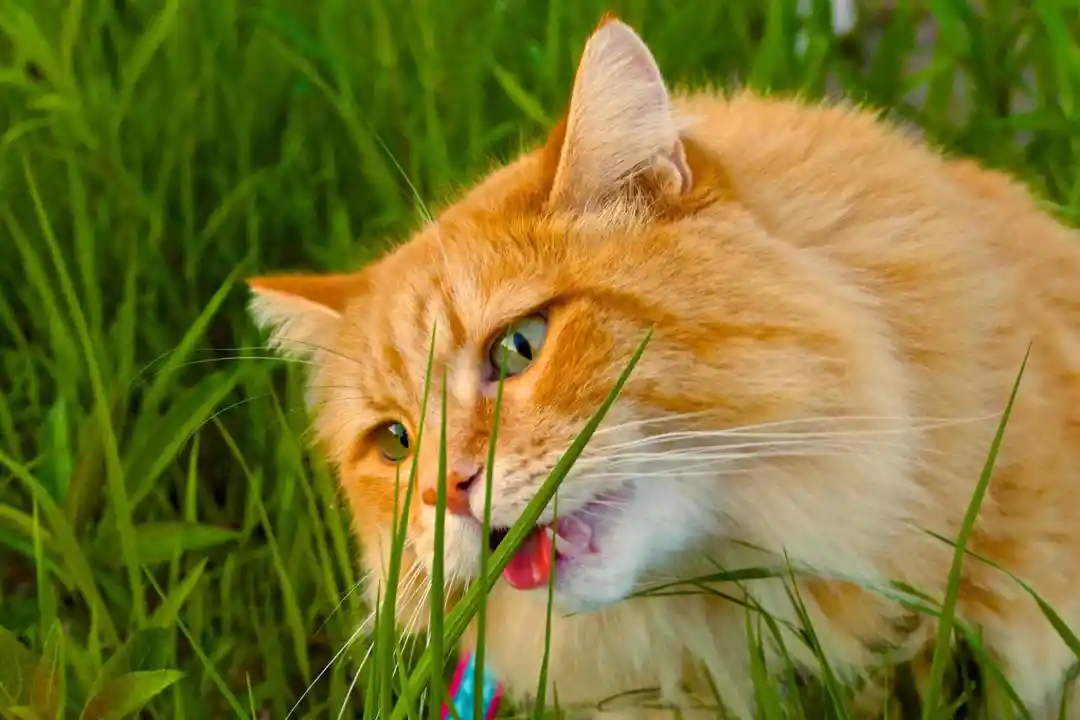 玫瑰花对猫有毒性吗(家里养猫不能养什么花草)