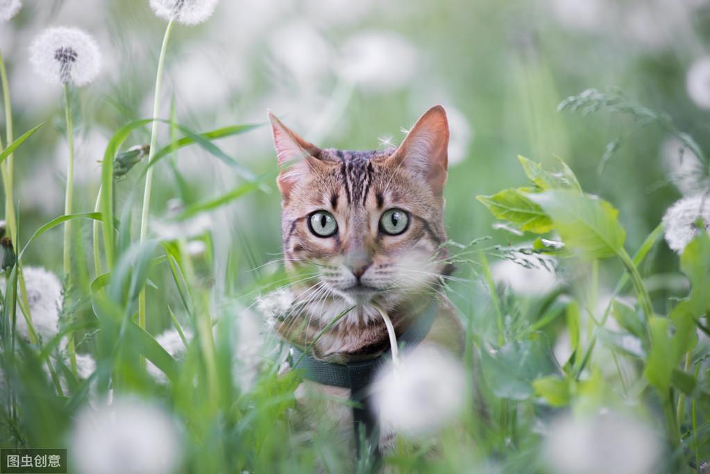 猫草多久吃一次,一次吃多少(猫草的正确吃法)