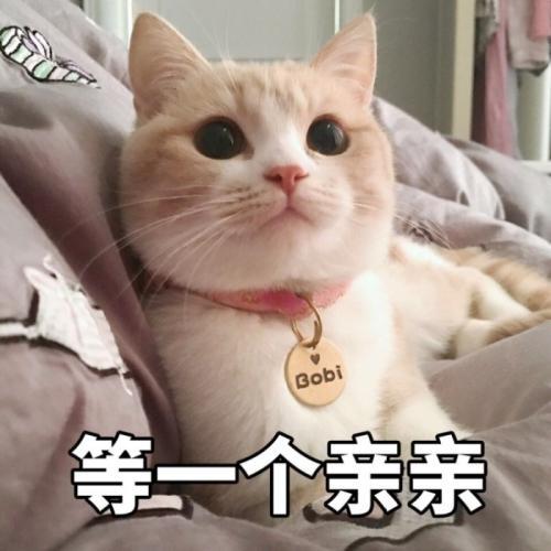 猫的智商相当于人的几岁,哪种猫性格最好最粘人