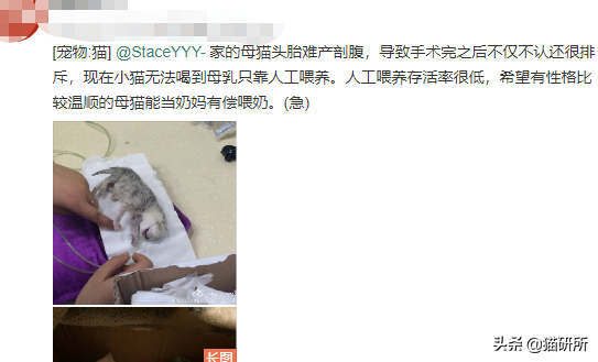 母猫难产的表现是什么症状（猫难产的处理方法有哪些）