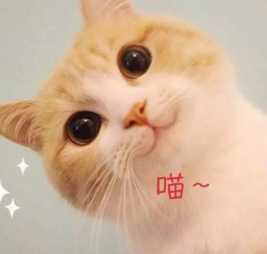 宠物猫吃了蟑螂怎么办（猫吃蟑螂会不会有寄生虫感染）