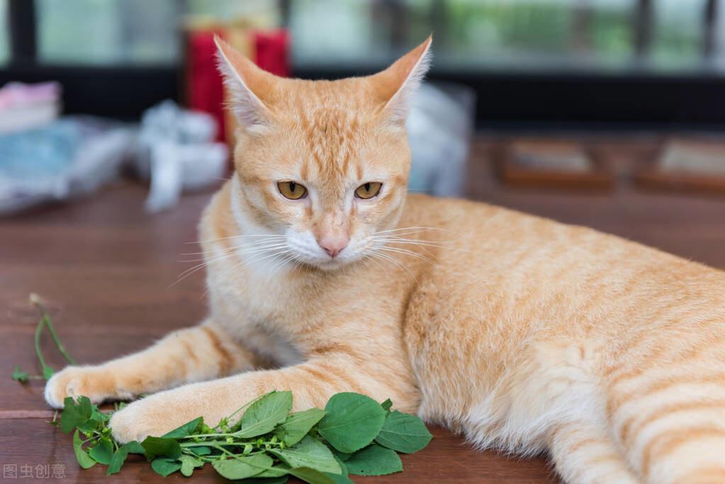 猫薄荷几个月的猫可以用（让猫上瘾的猫薄荷是什么植物）