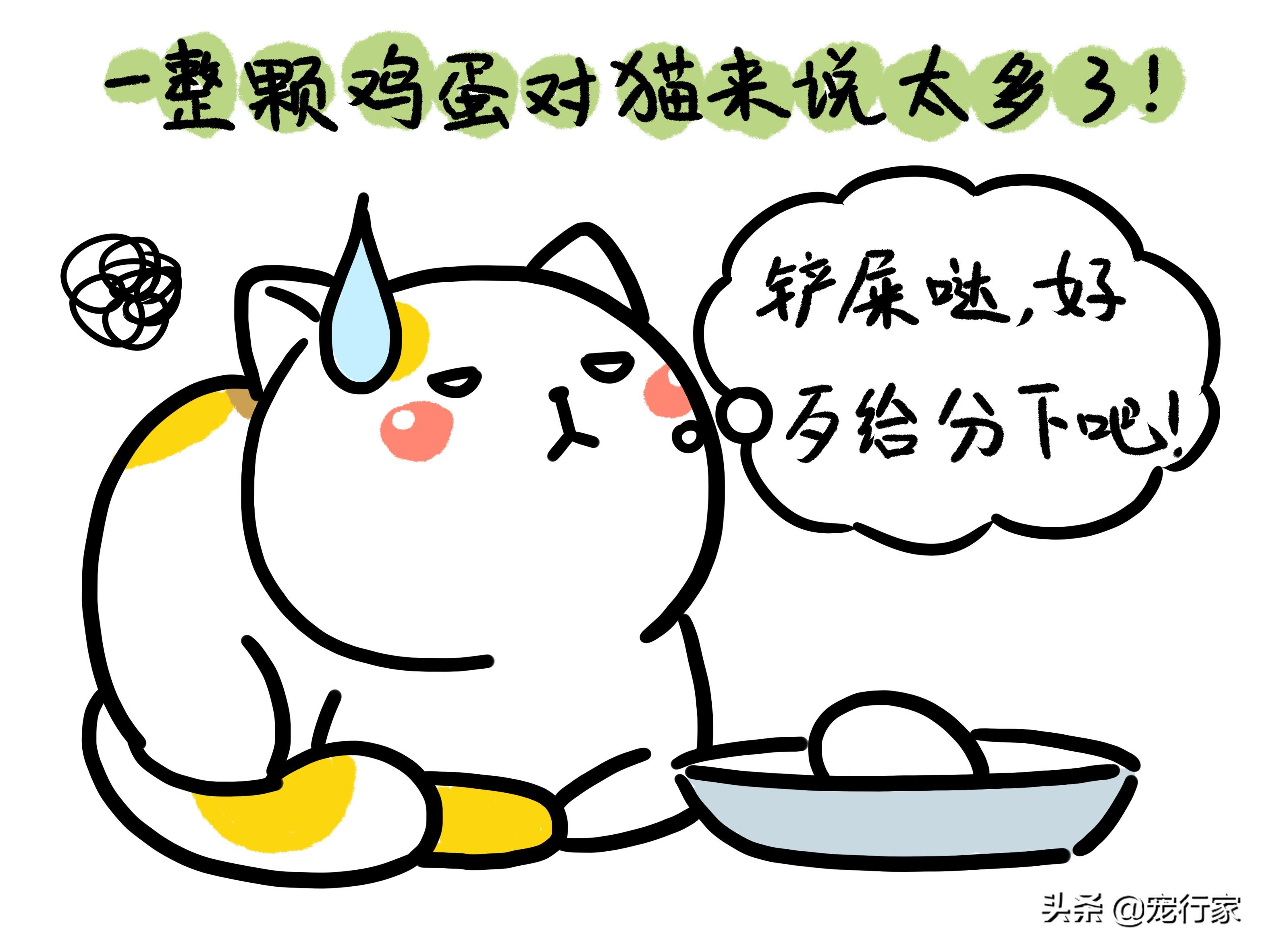 猫能吃鸡蛋白吗怎么吃（猫咪可以吃鸡蛋吗，好处和喂食方法是什么）