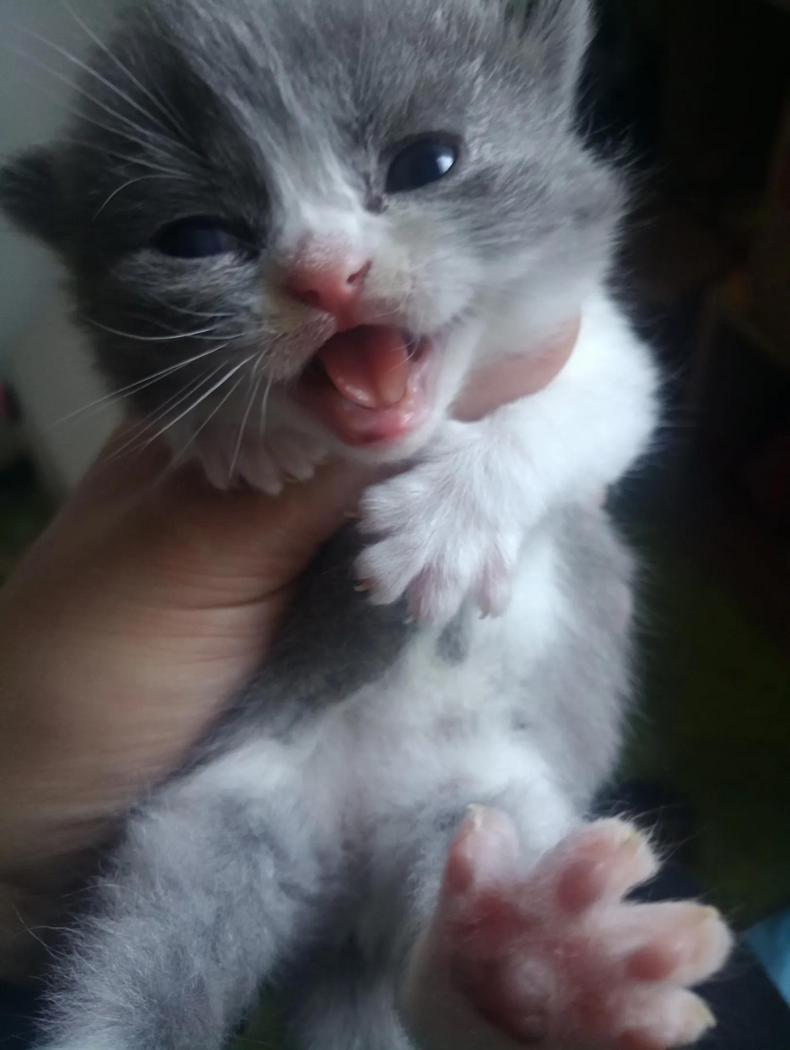 刚出生的小猫可以喝纯牛奶吗（养小猫的注意事项和细节）