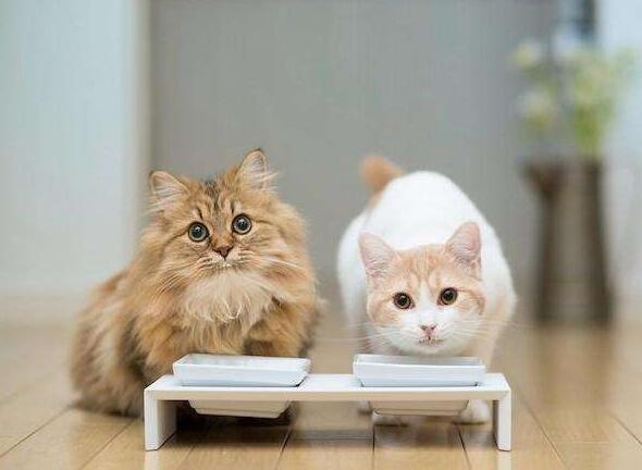 没有猫粮给猫吃什么食物（如果没有猫粮了可以喂猫什么人食）