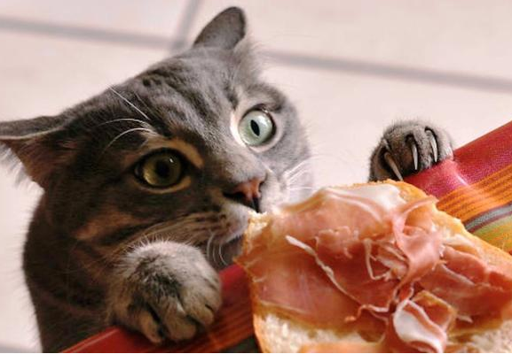 没有猫粮给猫吃什么食物（如果没有猫粮了可以喂猫什么人食）