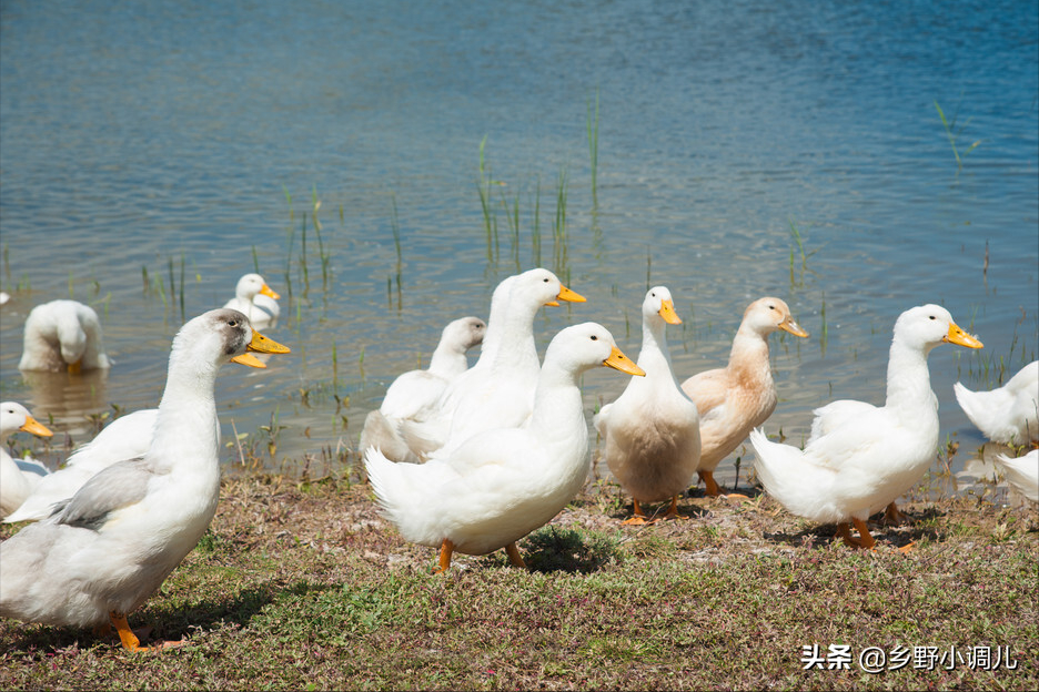 鸭子吃啥下蛋多些,鸭子怎样喂才会产蛋多