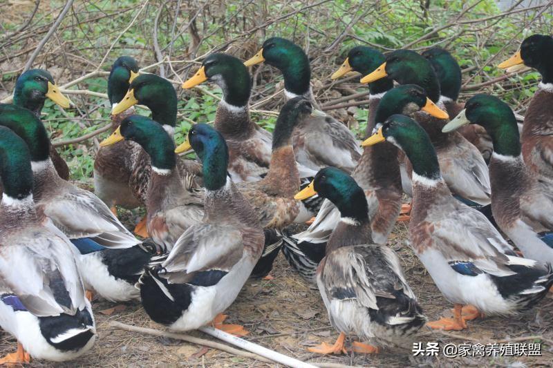 小鸭吃什么食物好养活.适合鸭子吃的野草是什么